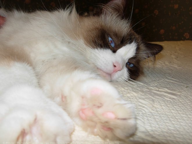 Photo de Ragdoll