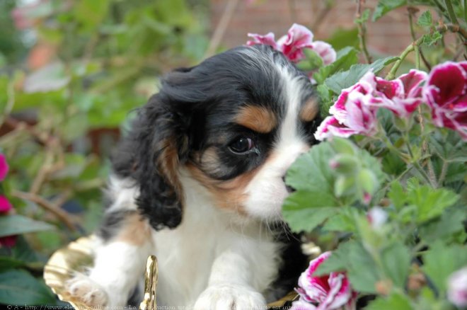 Photo de Cavalier king charles spaniel