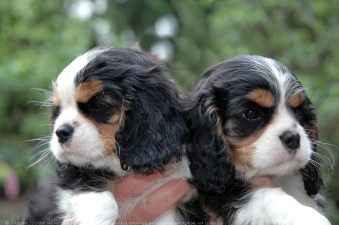 Photo de Cavalier king charles spaniel