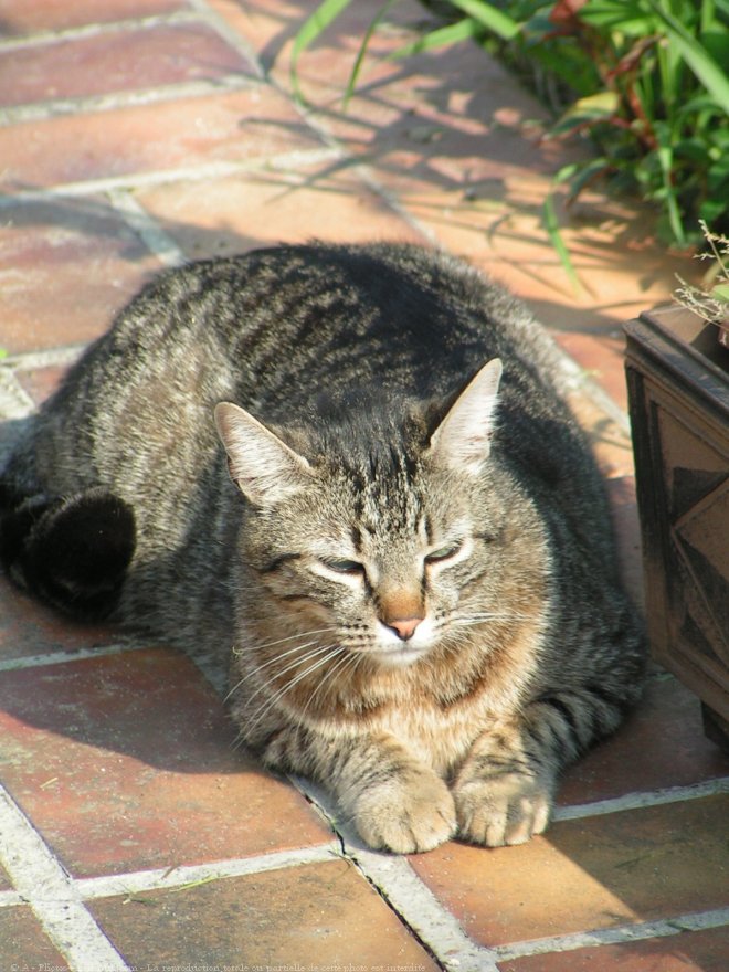 Photo de Chat domestique