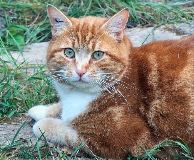 Photo de Chat domestique