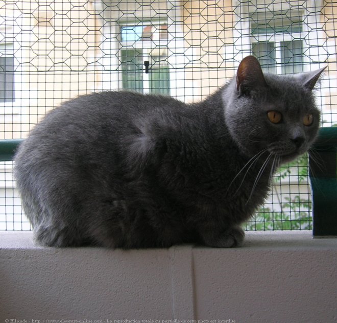 Photo de Chartreux