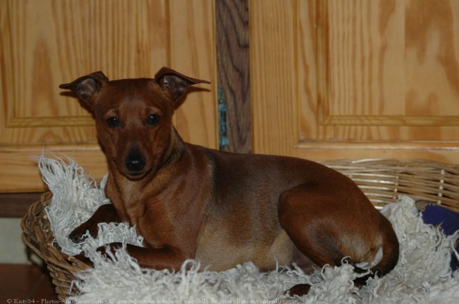 Photo de Pinscher nain