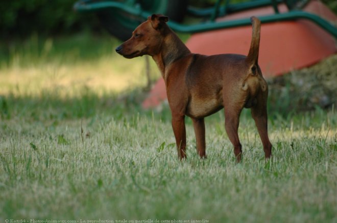 Photo de Pinscher nain