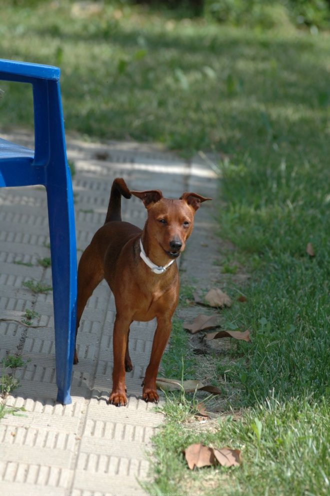 Photo de Pinscher nain