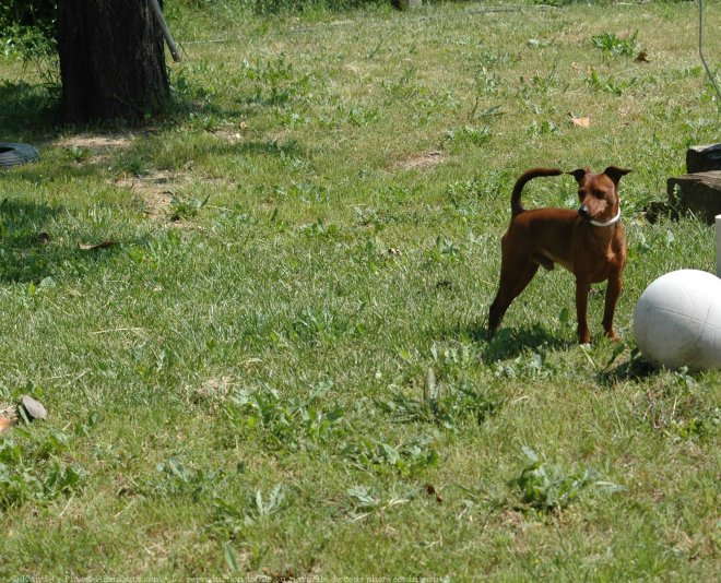 Photo de Pinscher nain