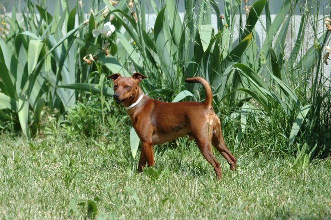 Photo de Pinscher nain