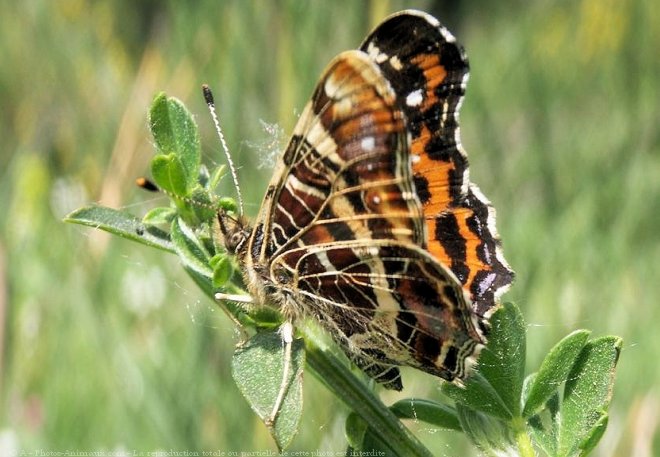 Photo de Papillon