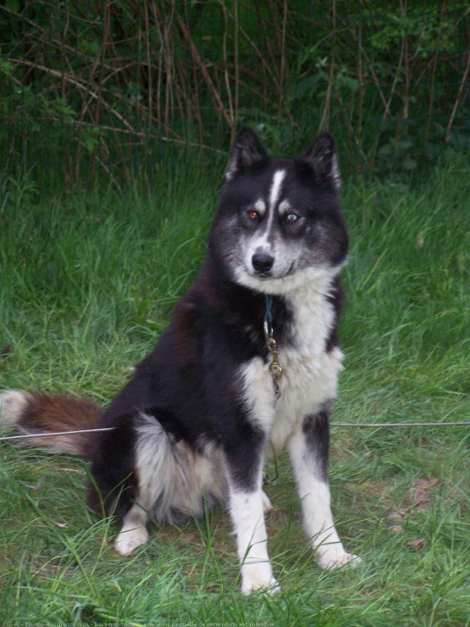 Photo de Husky siberien