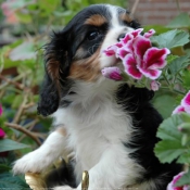 Photo de Cavalier king charles spaniel