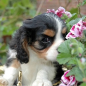 Photo de Cavalier king charles spaniel