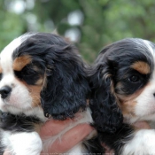 Photo de Cavalier king charles spaniel