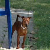 Photo de Pinscher nain