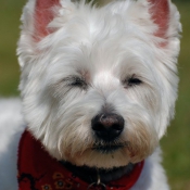 Photo de West highland white terrier