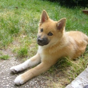 Photo de Chien de berger islandais