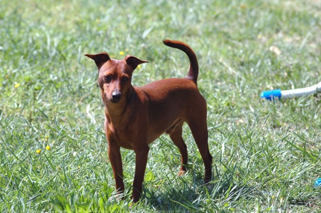 Photo de Pinscher nain