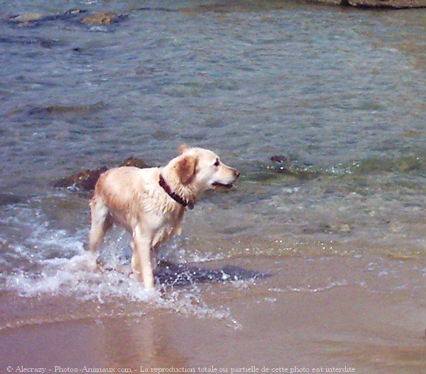 Photo de Golden retriever