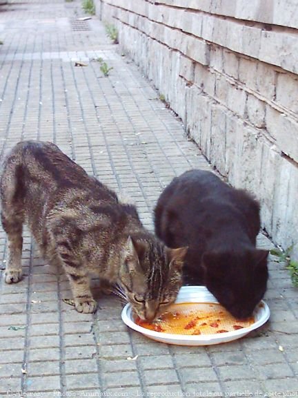 Photo de Chat domestique