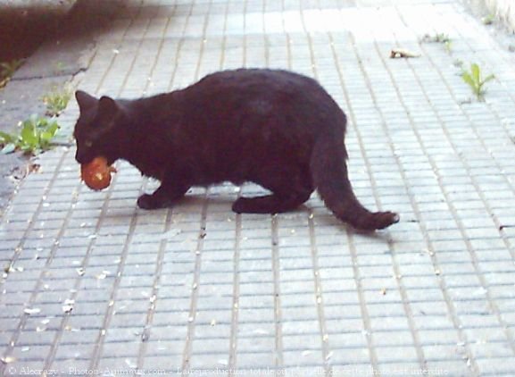 Photo de Chat domestique