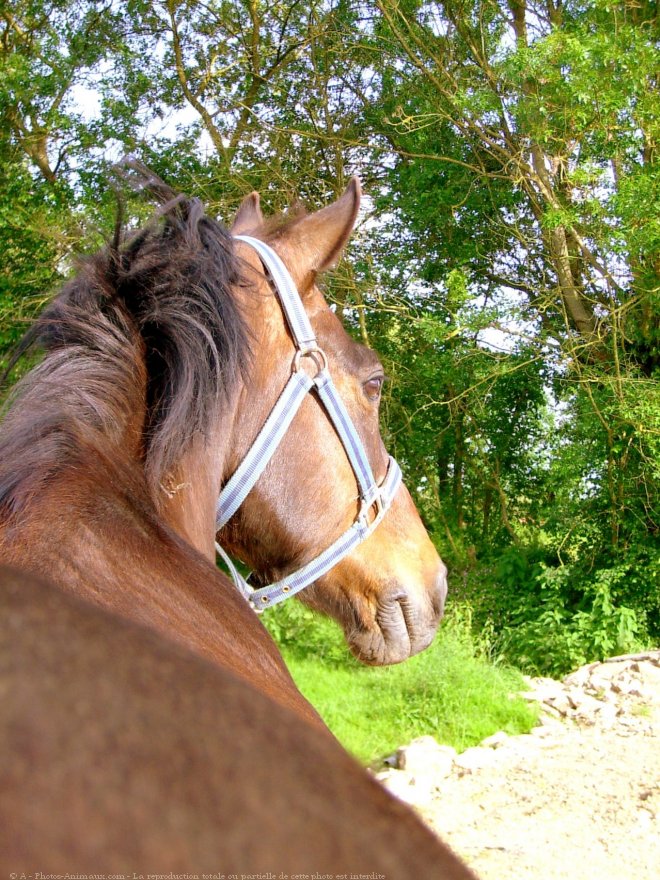 Photo de Trotteur franais