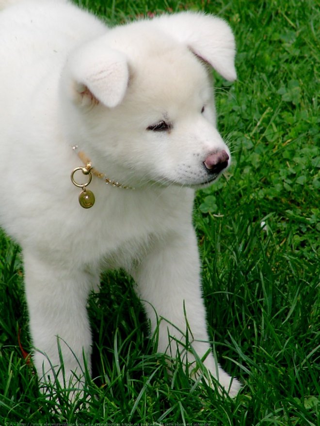 Photo d'Akita inu