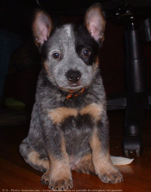 Photo d'Australian cattle dog