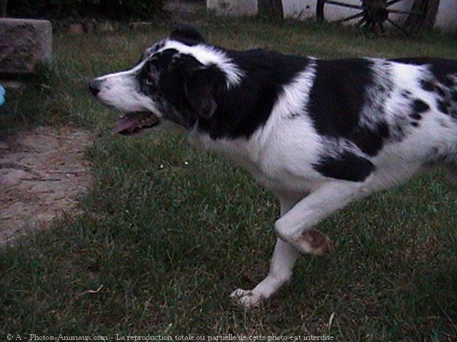 Photo de Border collie