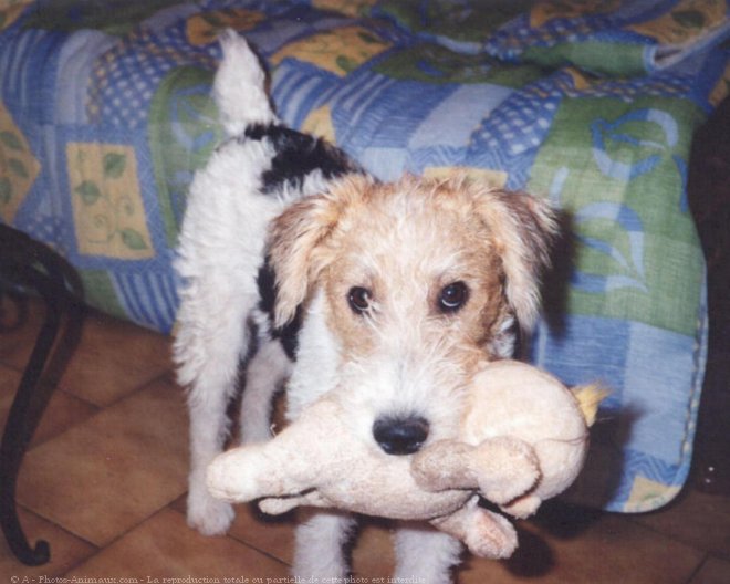 Photo de Fox terrier  poil dur