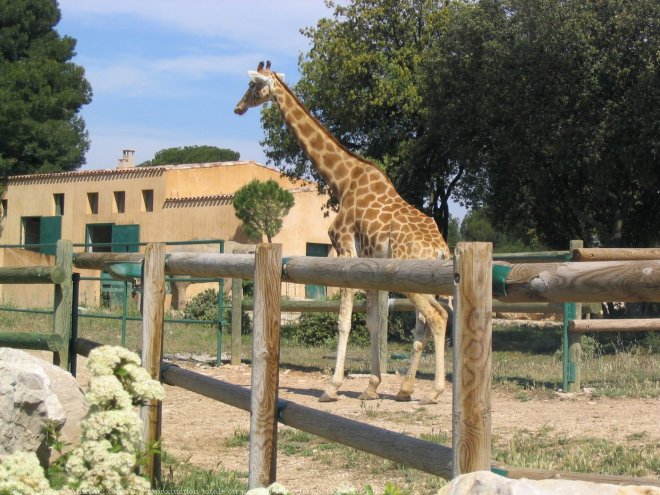 Photo de Girafe