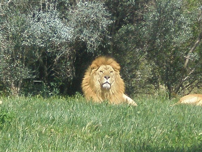 Photo de Lion