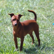 Photo de Pinscher nain