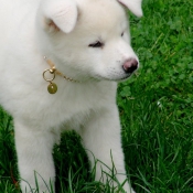 Photo d'Akita inu