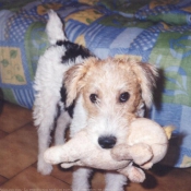 Photo de Fox terrier  poil dur