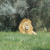 Photo de Lion