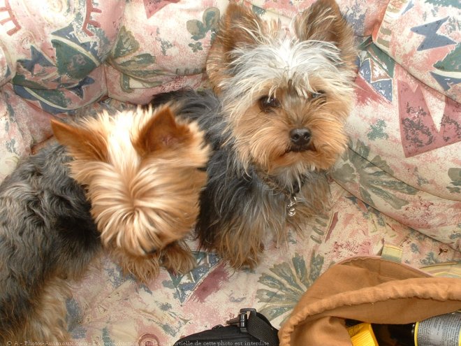 Photo de Yorkshire terrier