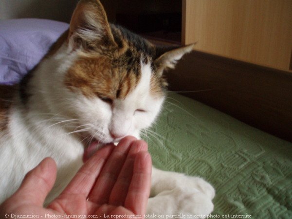 Photo de Chat domestique