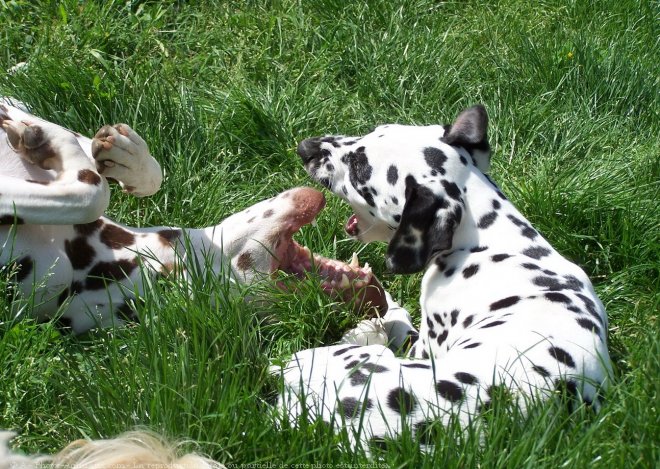 Photo de Dalmatien