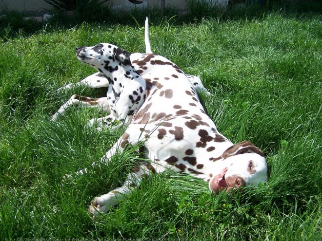 Photo de Dalmatien