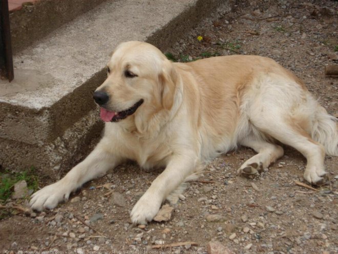 Photo de Golden retriever