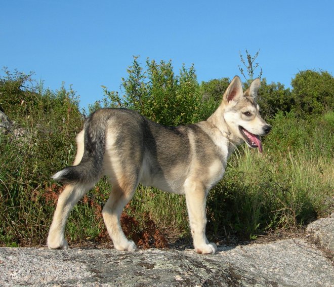 Photo de Husky siberien