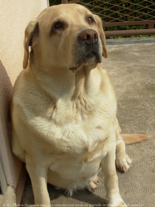 Photo de Labrador retriever