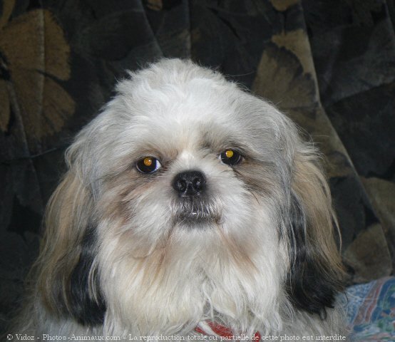 Photo de Shih tzu