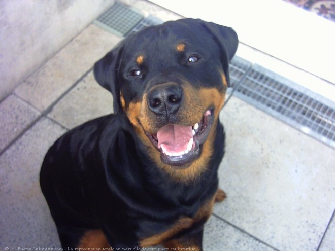 Photo de Rottweiler