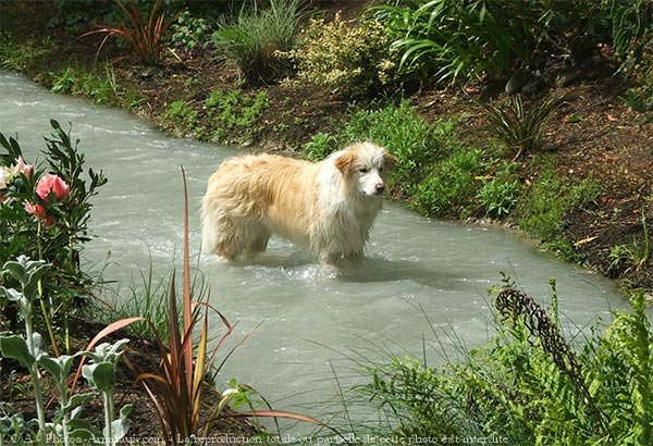 Photo de Border collie