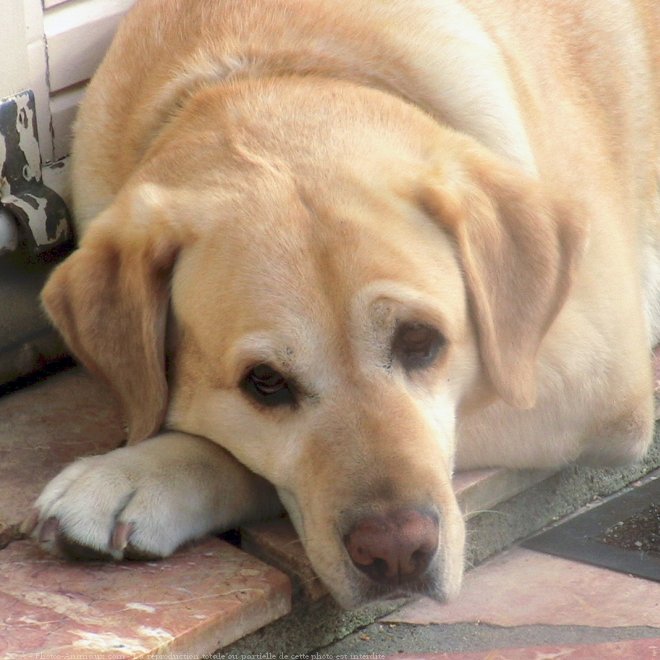 Photo de Labrador retriever