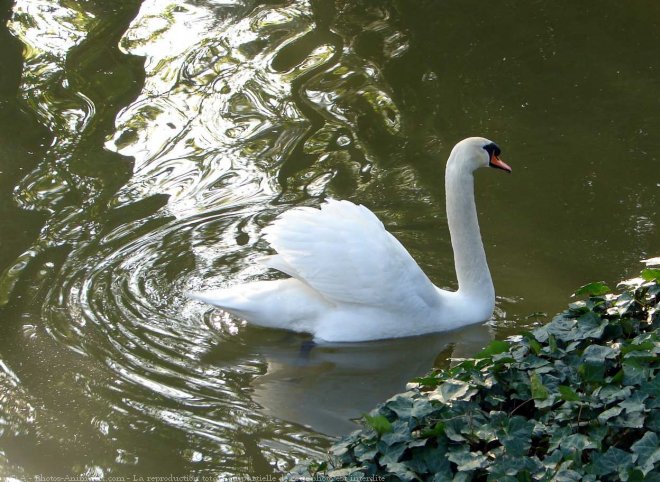 Photo de Cygne