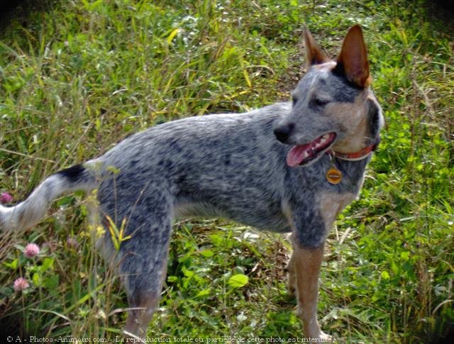 Photo d'Australian cattle dog