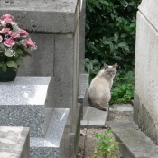 Photo de Chat domestique