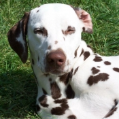 Photo de Dalmatien