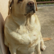 Photo de Labrador retriever